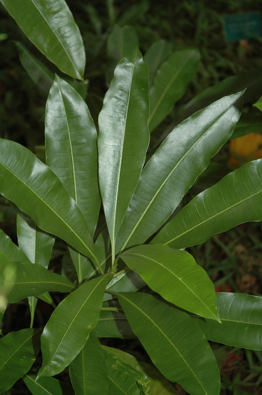 Pisonia brunoniana leaf