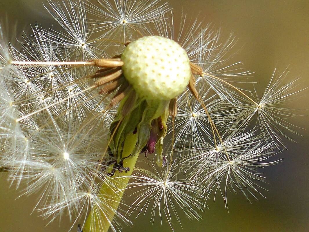 Taraxacum sect. Taraxacum fruit