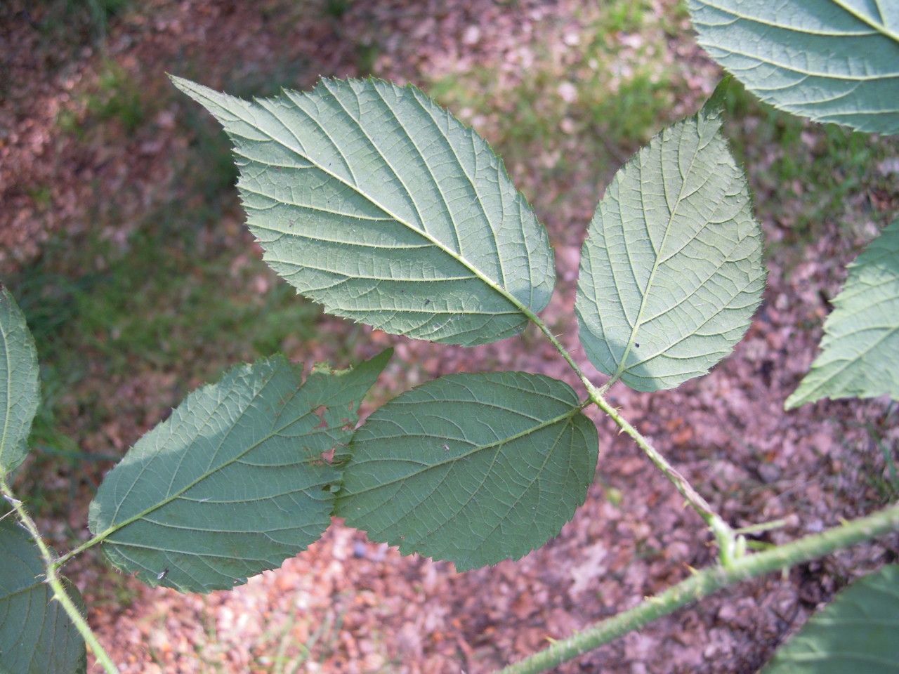 Rubus hilsianus leaf