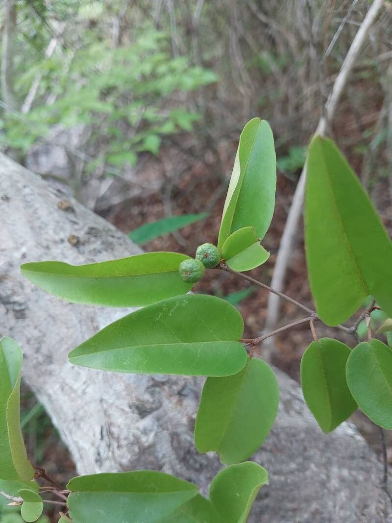 Croton hildebrandtii other
