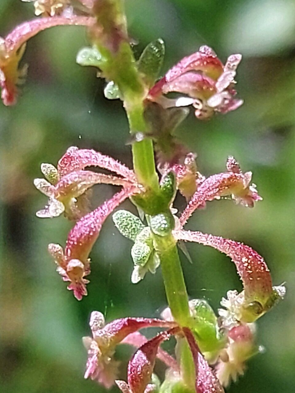 Rumex bucephalophorus flower