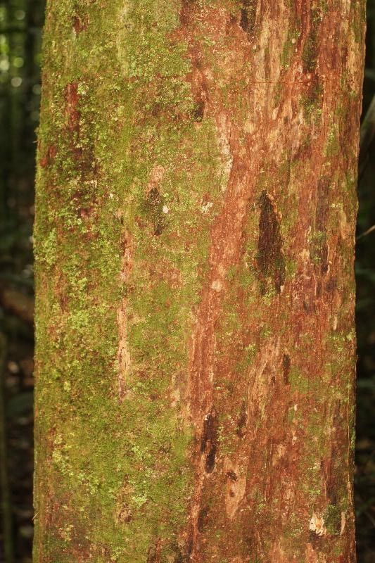 Discophora guianensis bark