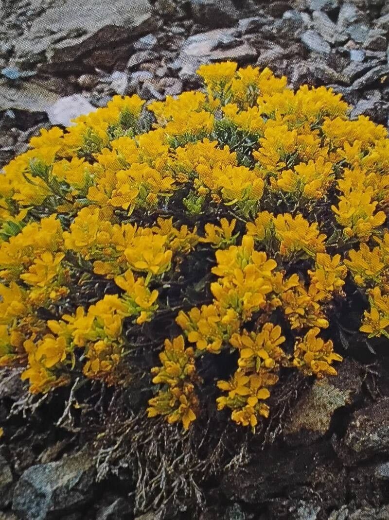 Physaria didymocarpa — related species from the same genus