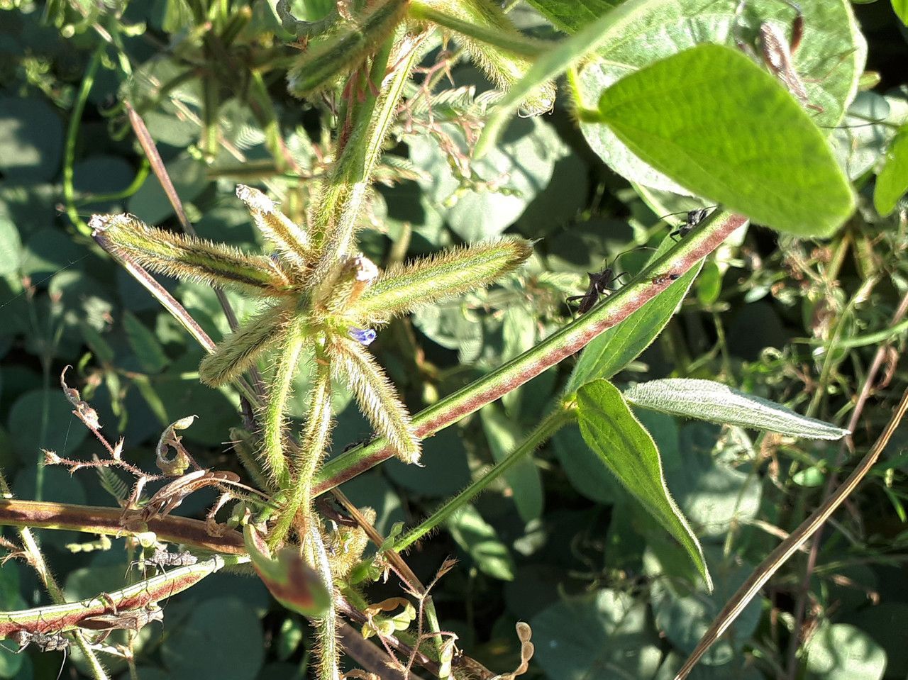 Calopogonium mucunoides fruit