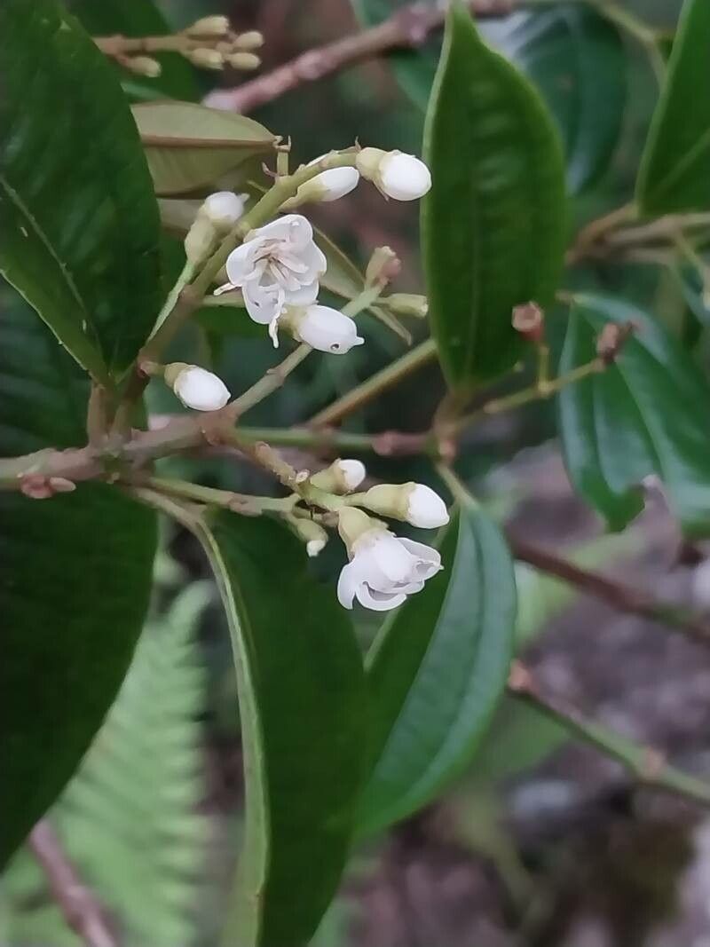 Miconia stenostachya flower