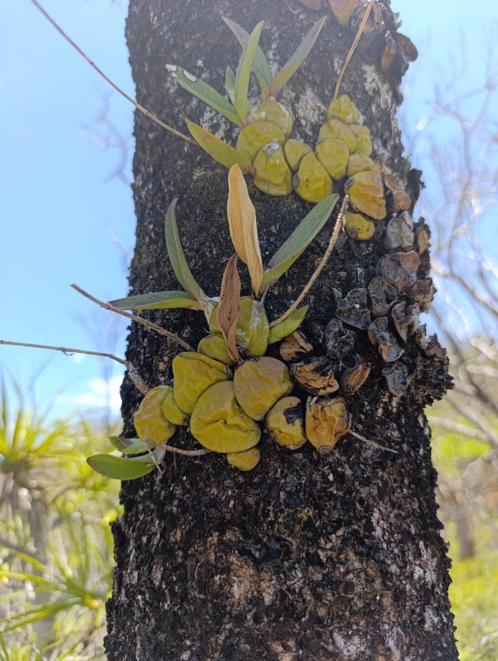 Bulbophyllum histrionicum — houseplant care guide