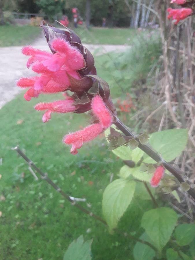 Salvia oxyphora flower