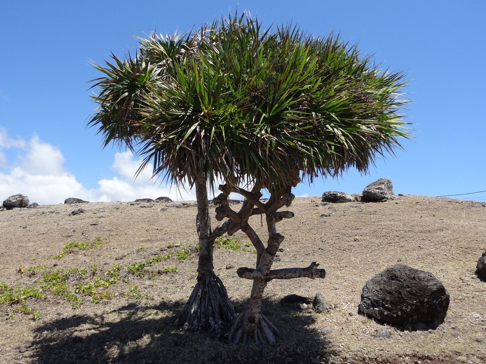 Pandanus heterocarpus habit