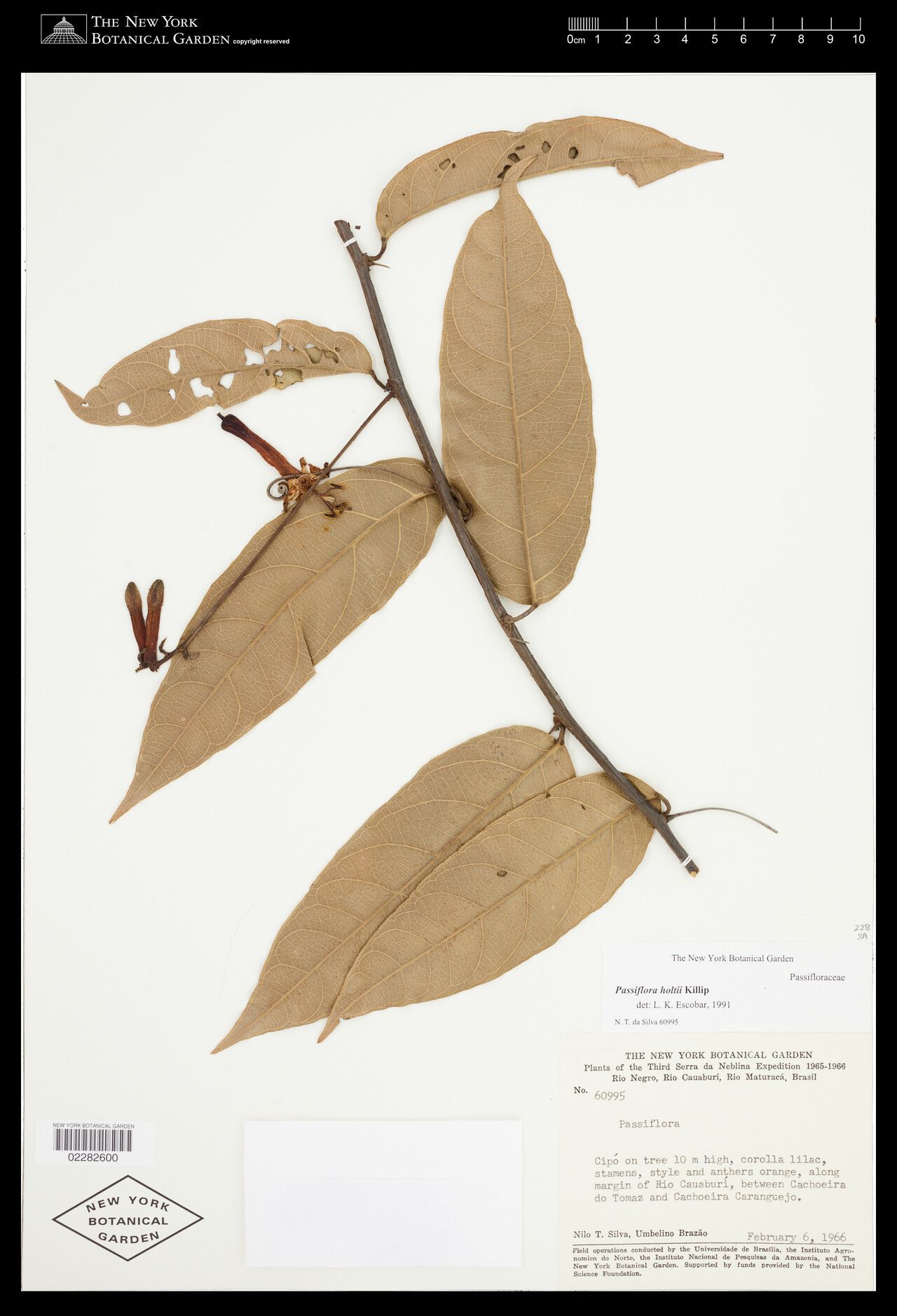 Passiflora holtii — houseplant care guide