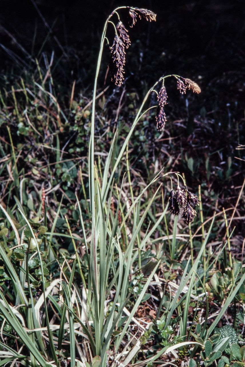Carex atrofusca habit