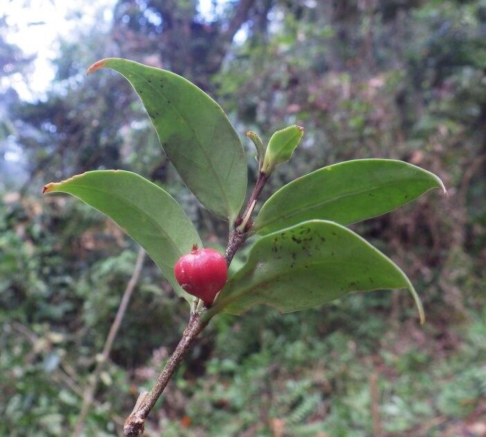 Psychotria alaotrensis — related species from the same genus