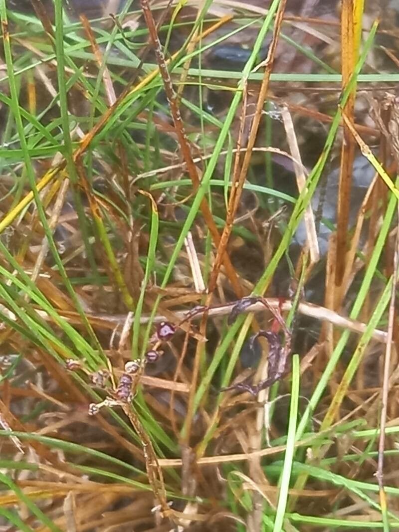 Juncus compressus flower