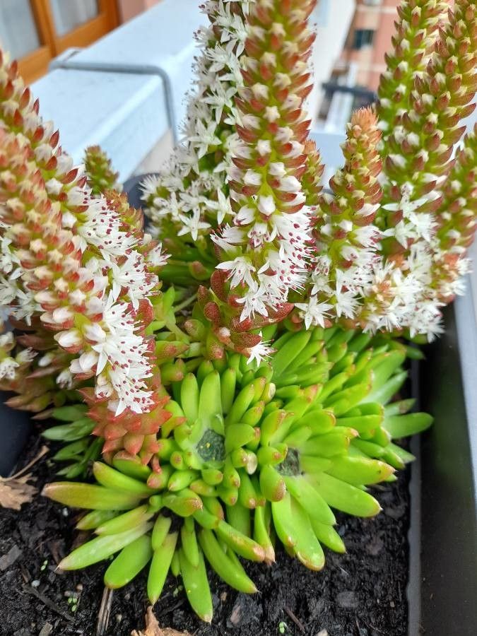 Sedum pulchellum leaf