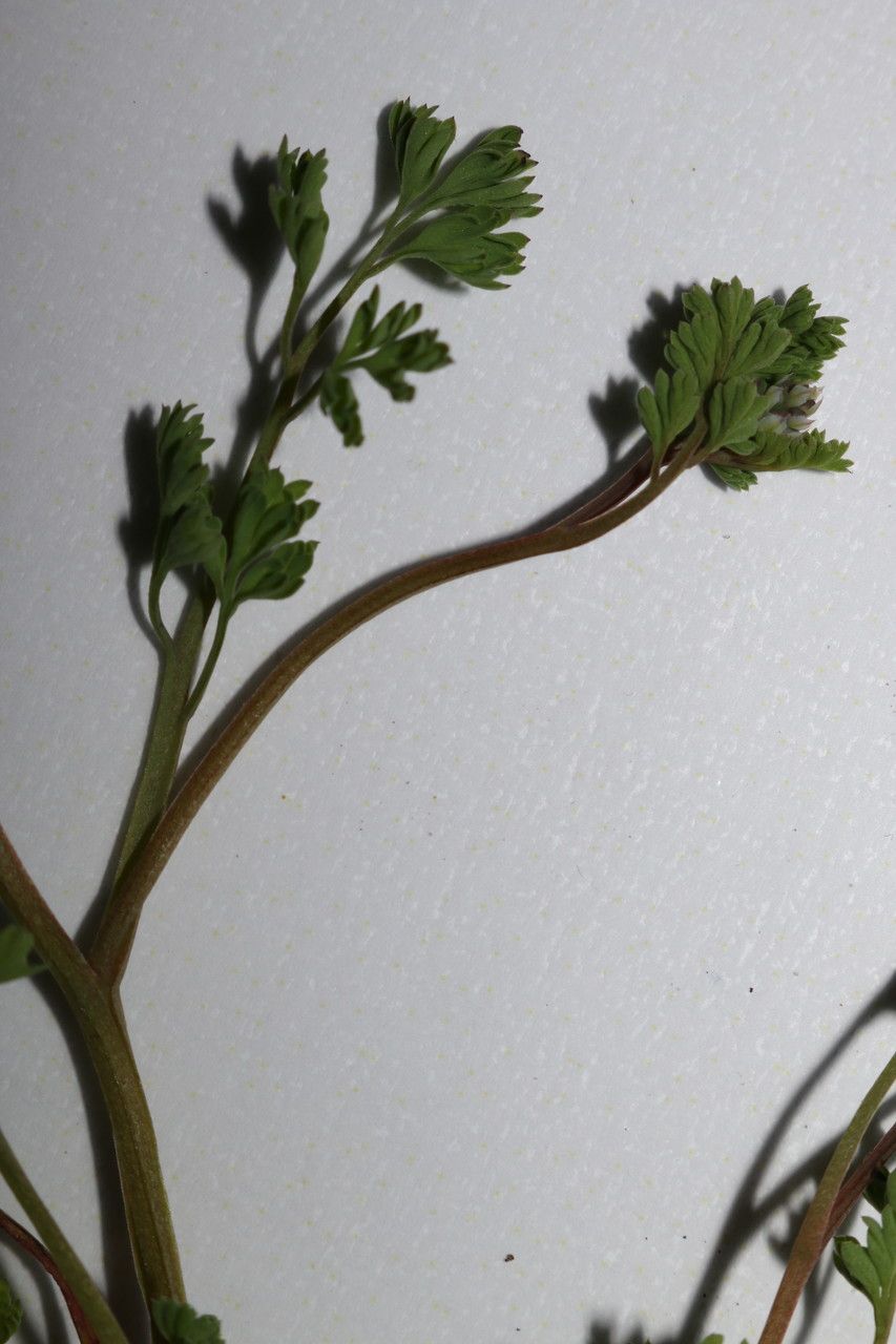 Fumaria kralikii habit