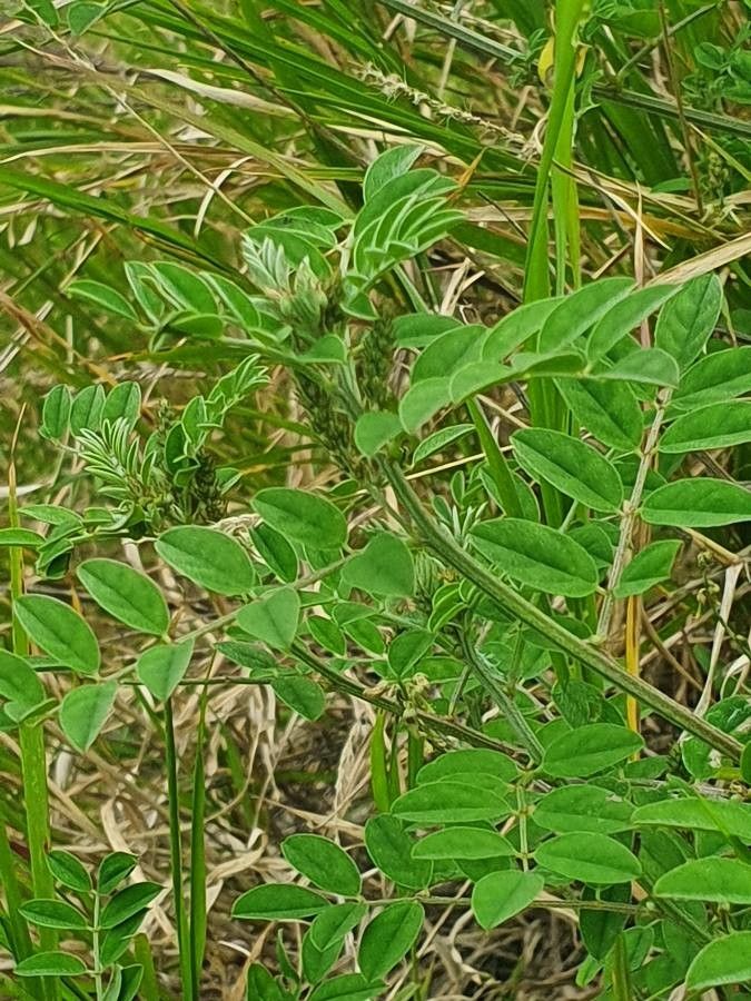 Indigofera bogdanii leaf