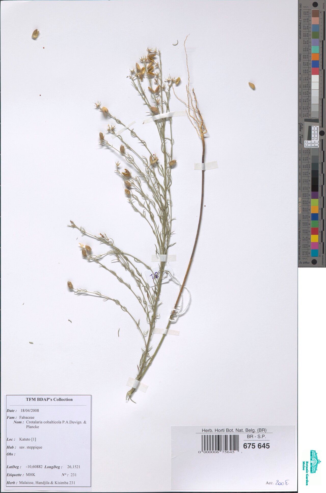 Crotalaria cobalticola — houseplant care guide