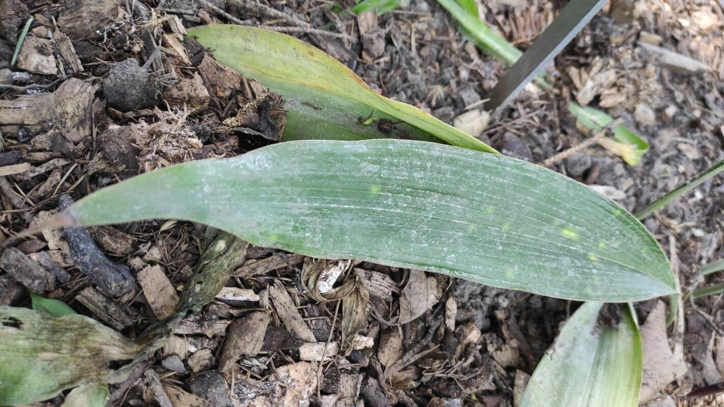 Aspidistra omeiensis leaf