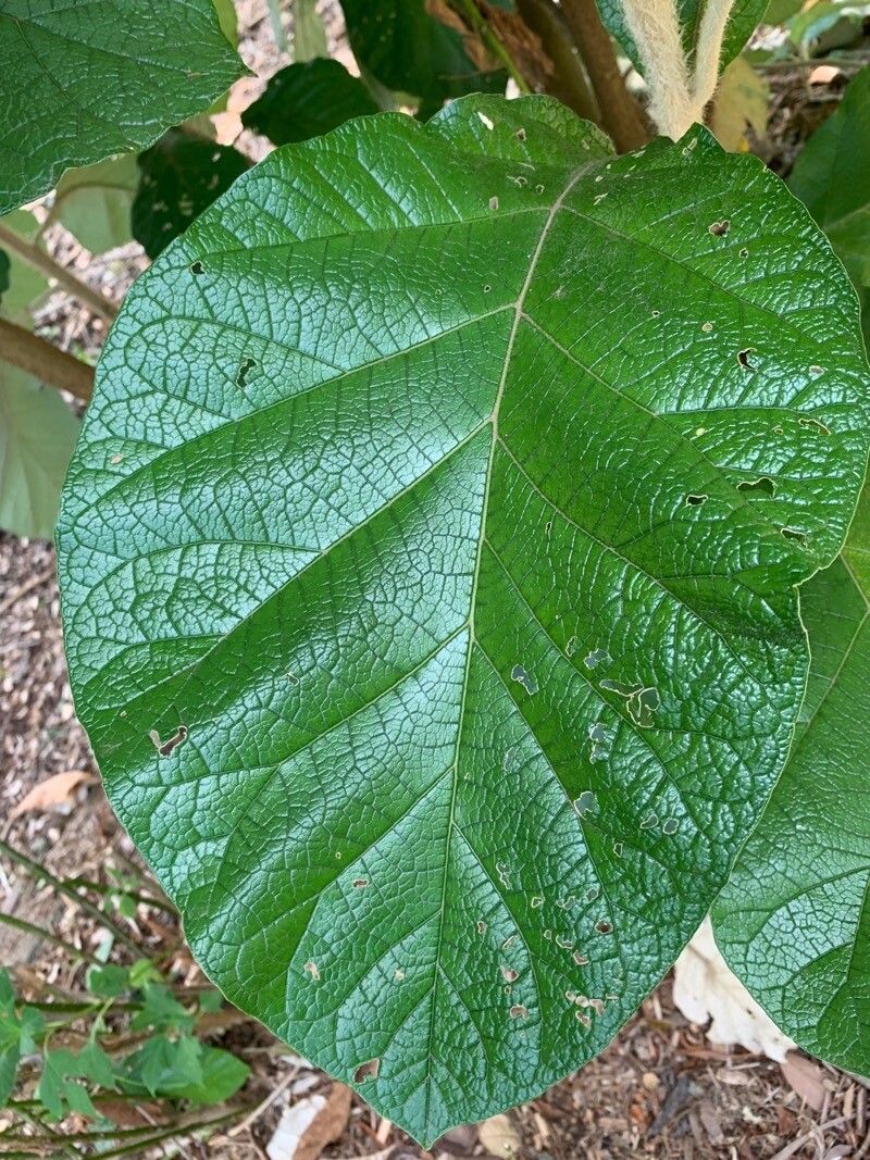 Solanum cernuum — houseplant care guide