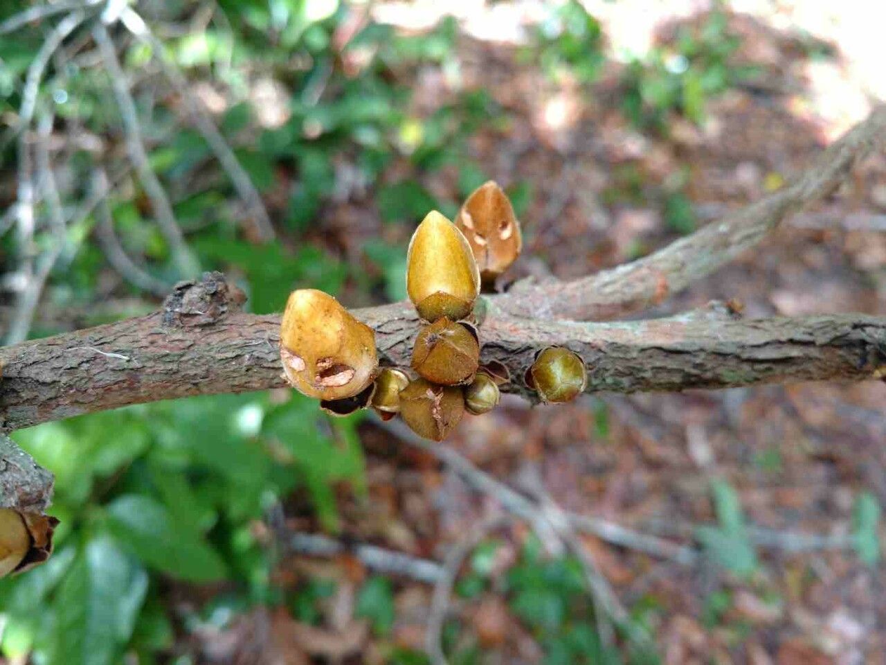 Xylopia ochrantha other