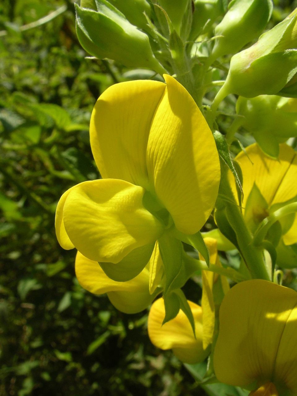 Crotalaria grahamiana flower