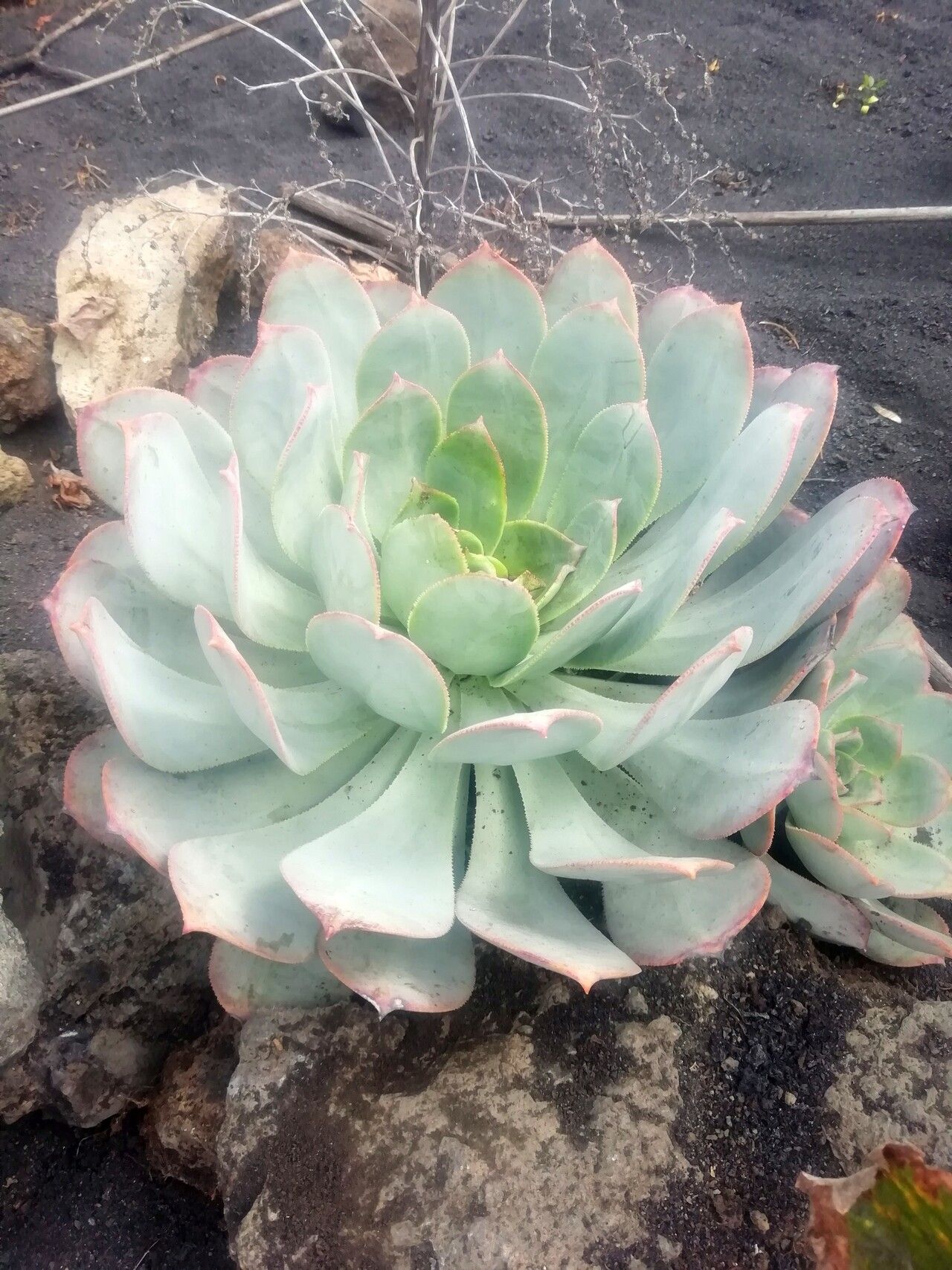 Aeonium davidbramwellii leaf