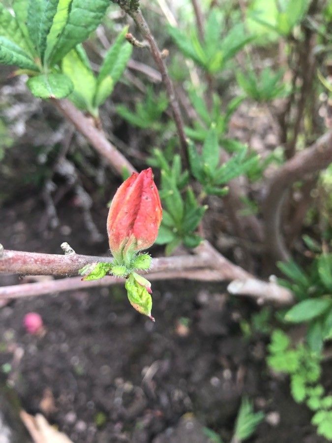 Rhododendron molle fruit