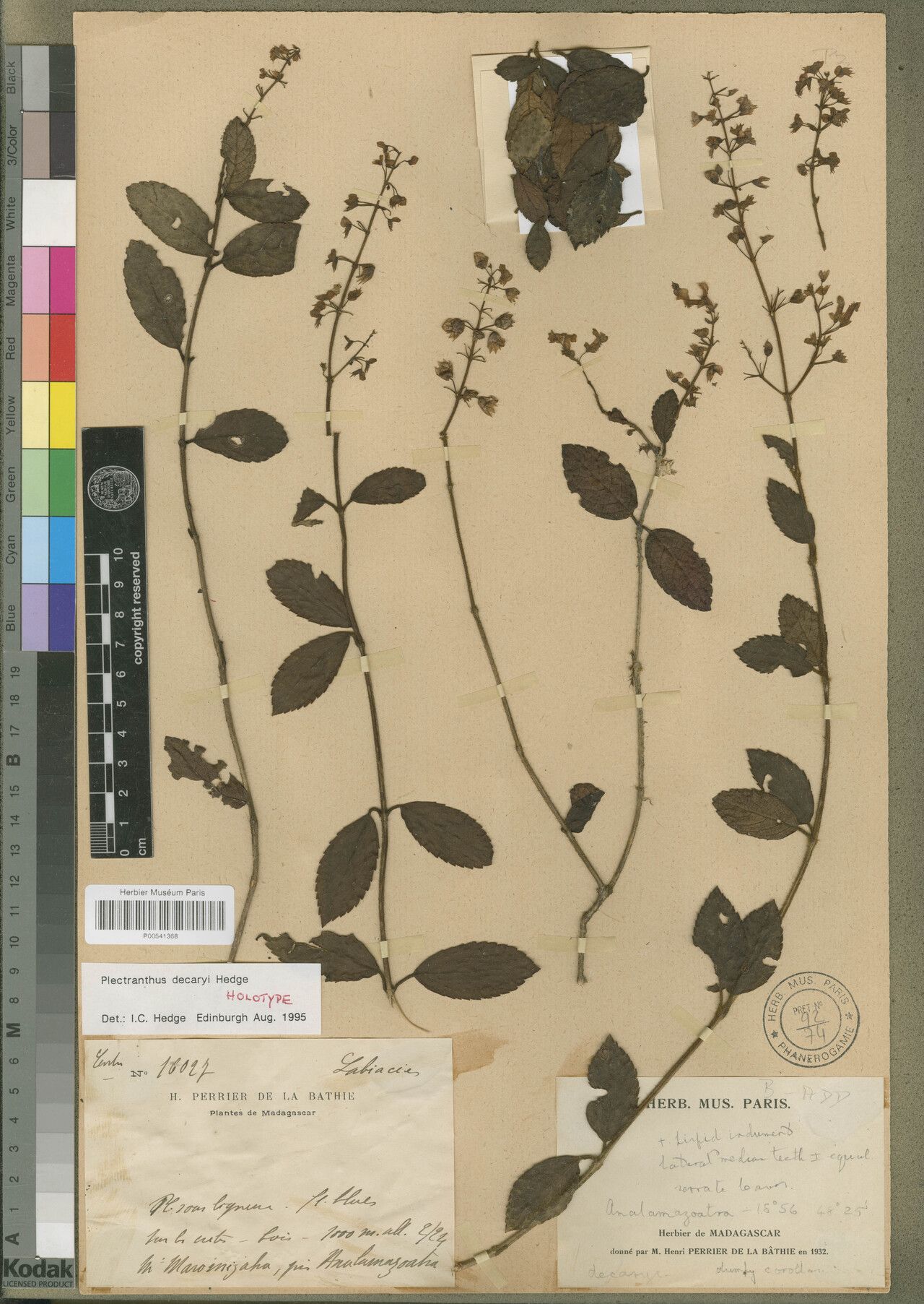 Plectranthus decaryi — search result for 'Plectranthus'