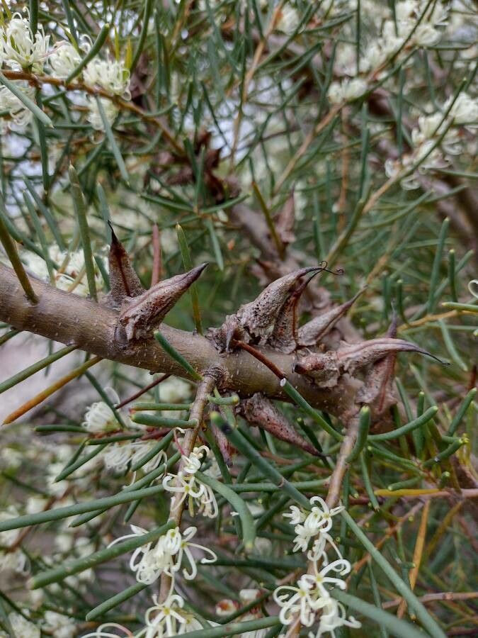 Hakea teretifolia fruit