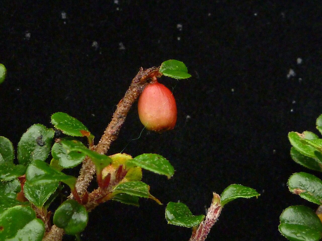 Cotoneaster verruculosus — houseplant care guide