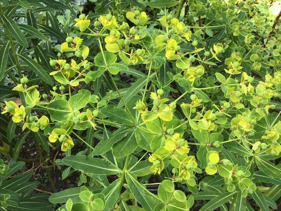 Euphorbia cornigera flower