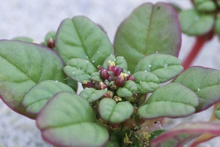 Amaranthus pumilus — search result for 'Amaranthus'