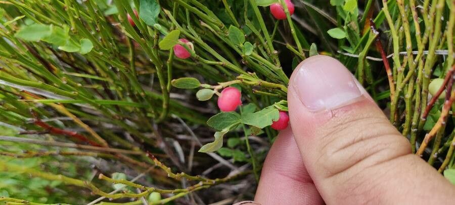 Vaccinium scoparium fruit