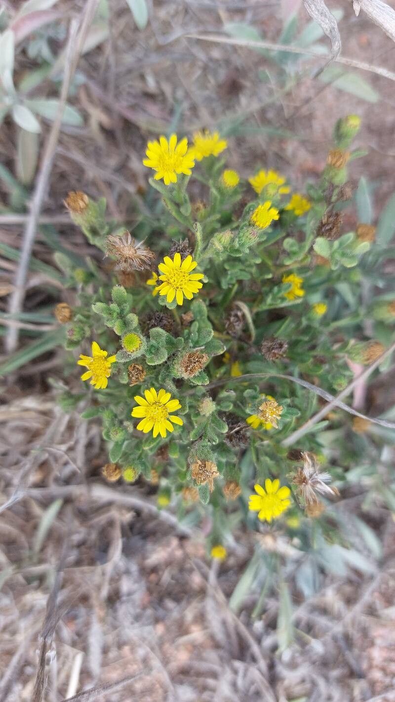 Pulicaria microcephala — houseplant care guide