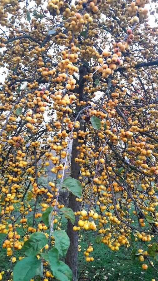 Malus zumi fruit