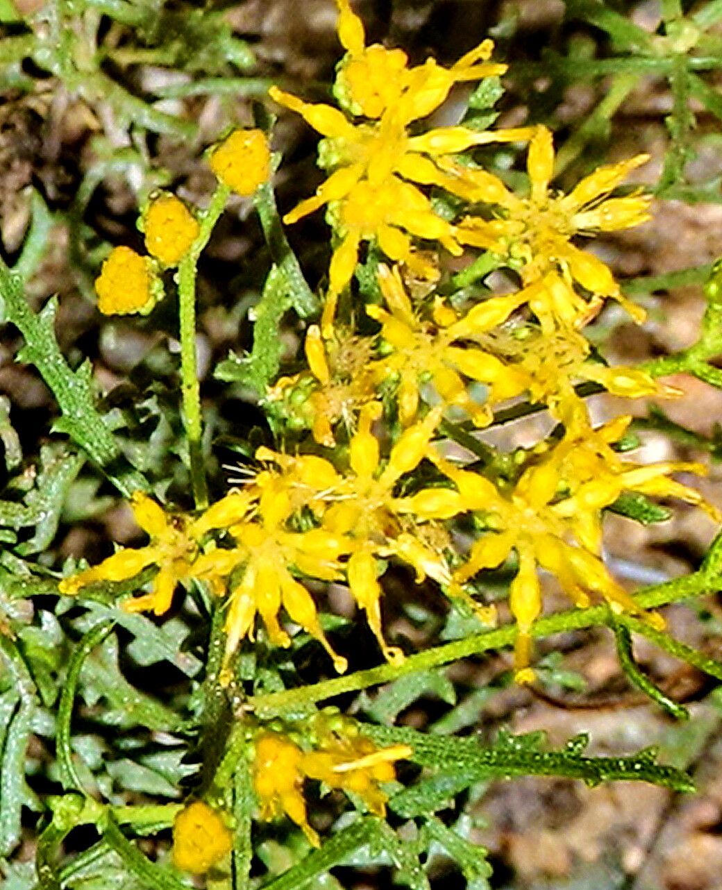 Isocoma tenuisecta — houseplant care guide