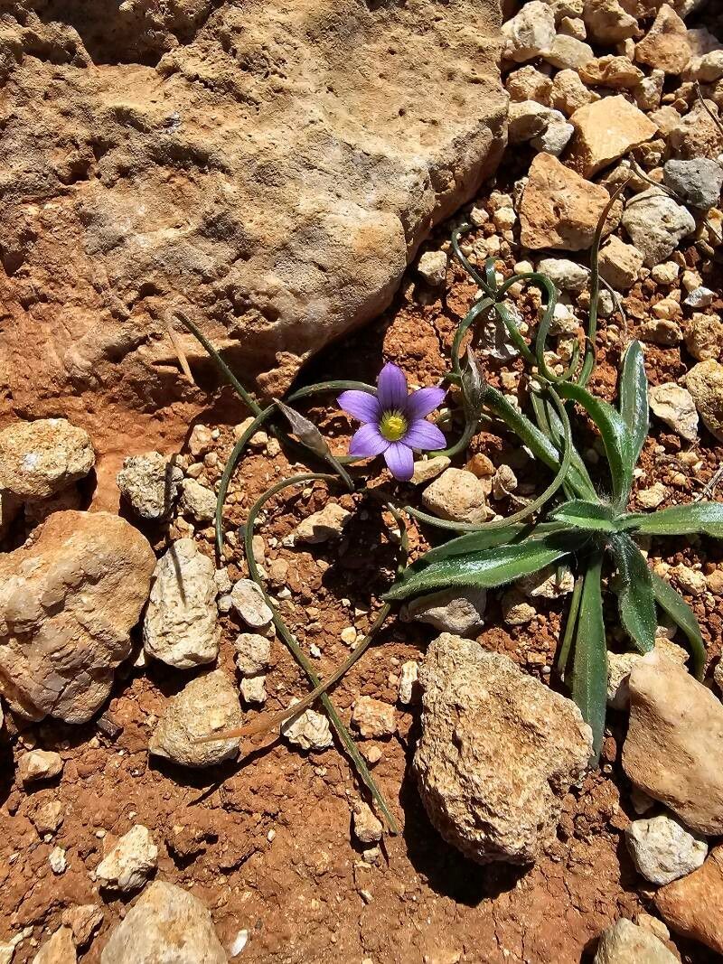 Romulea variicolor — search result for 'Romulea'