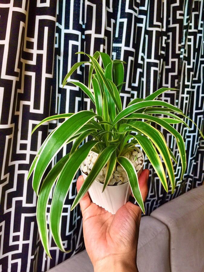 Chlorophytum laxum leaf