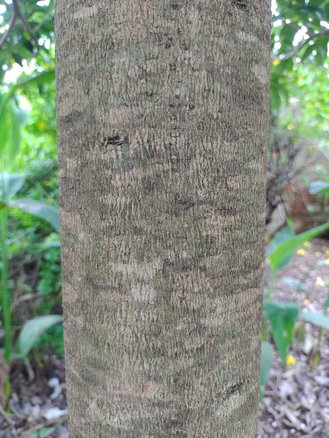 Cordia glazioviana bark