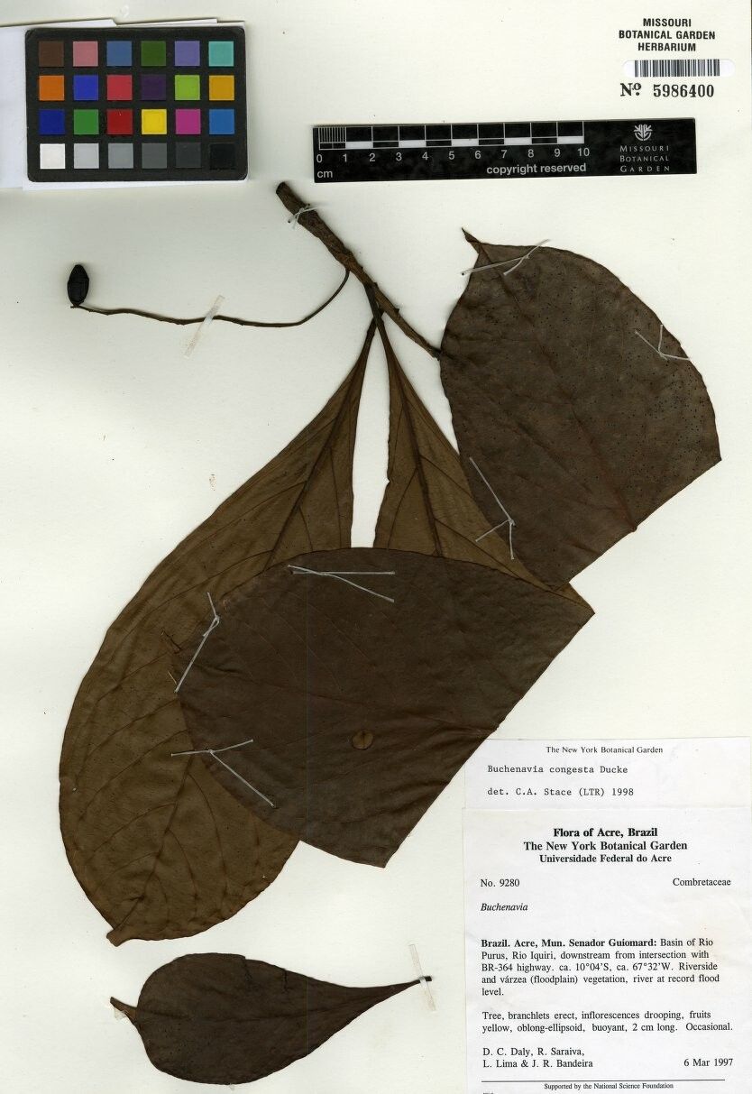 Terminalia congesta — search result for 'Terminalia'