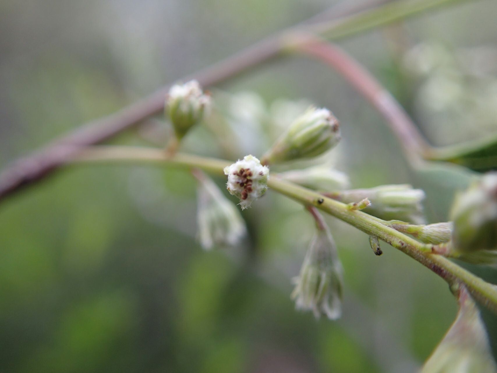 Homalium betulifolium flower
