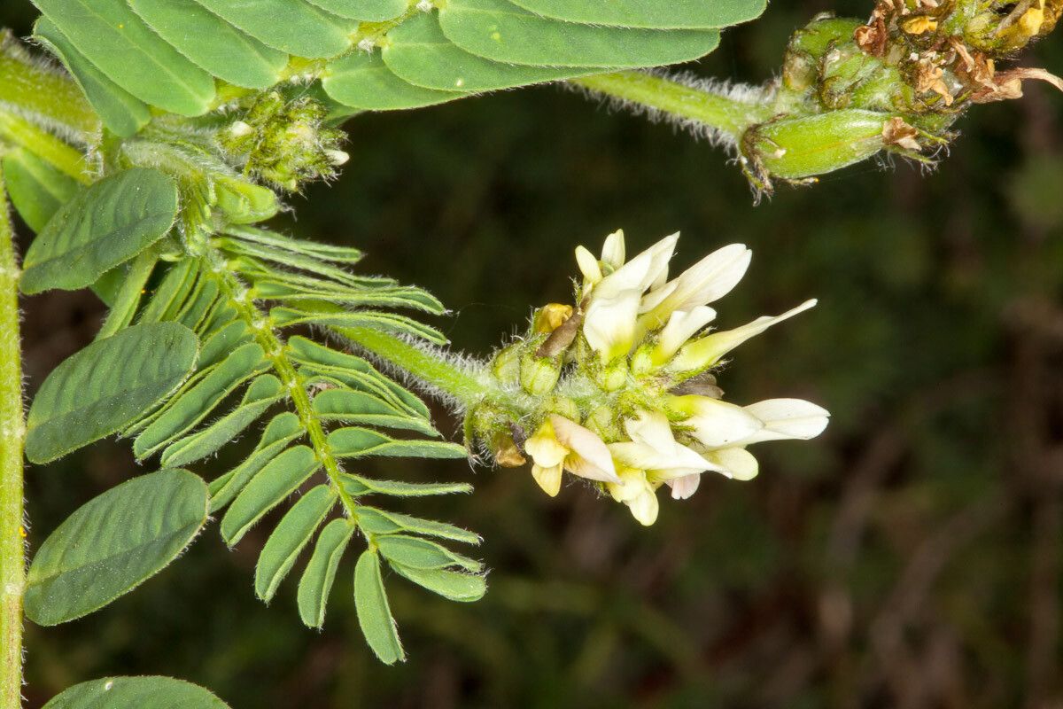 Astragalus boeticus flower