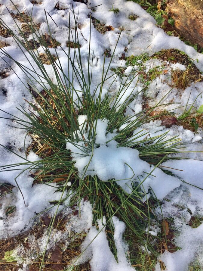 Asphodelus fistulosus leaf