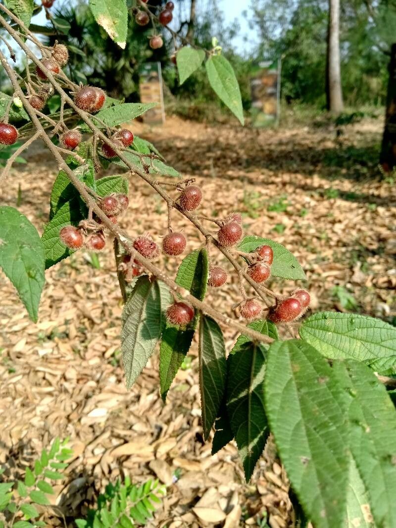 Grewia hirsuta — search result for 'Grewia'