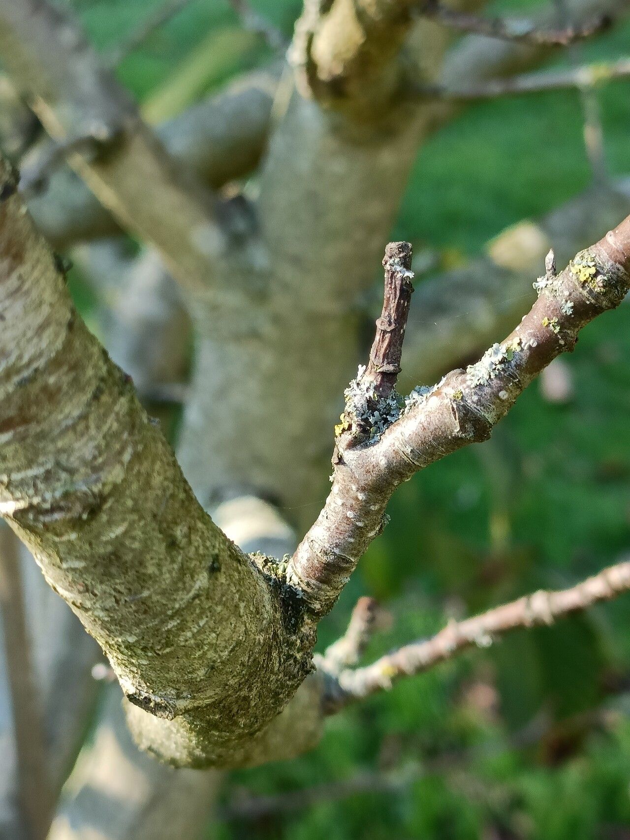 Sorbus pallescens bark