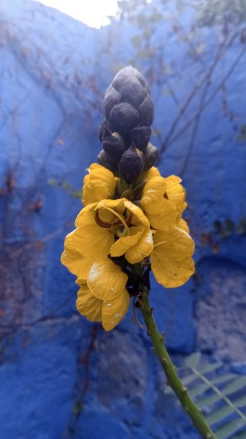 Senna alata flower