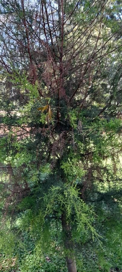 Cupressus goveniana habit
