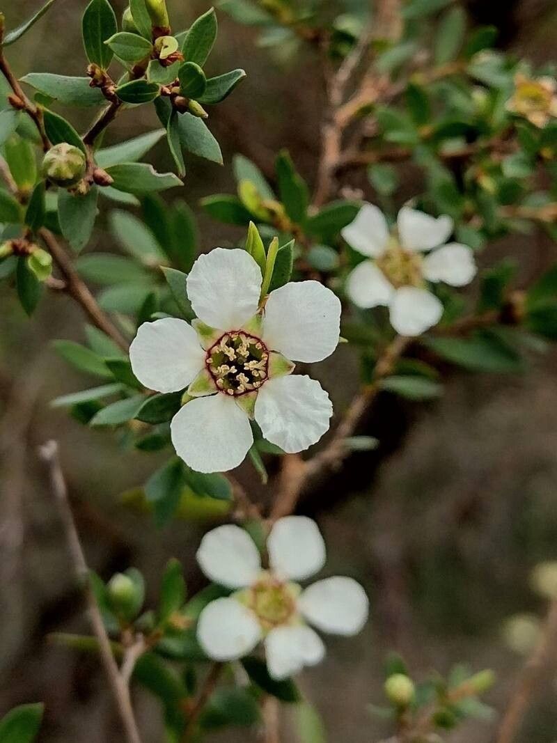 Leptospermum trinervium flower