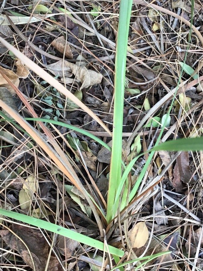 Dierama pulcherrimum leaf
