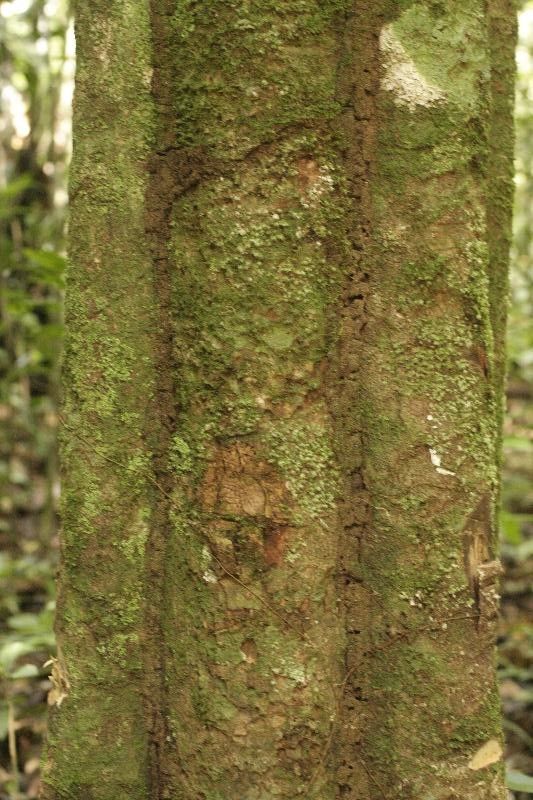 Virola sebifera bark