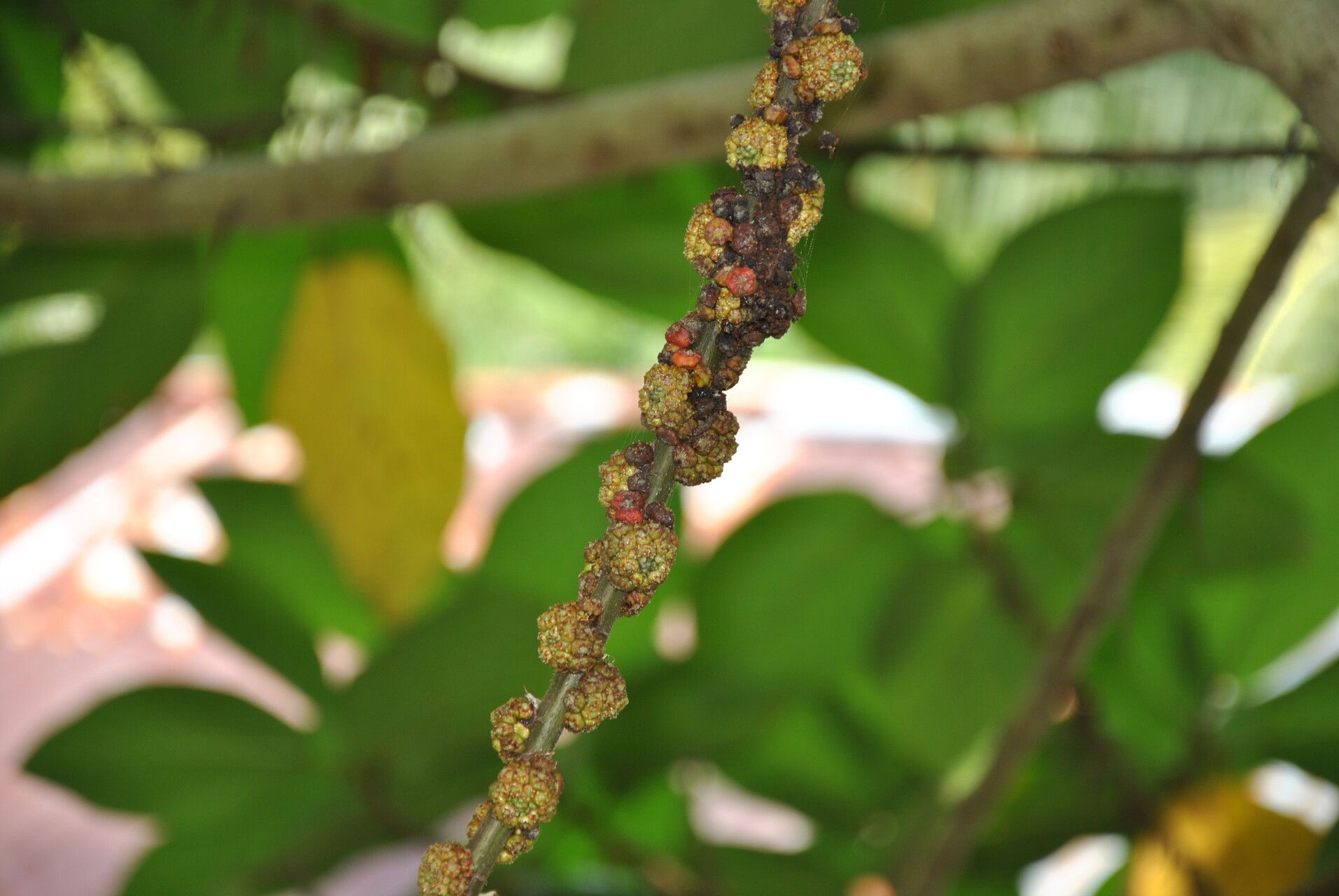 Ficus minahassae fruit